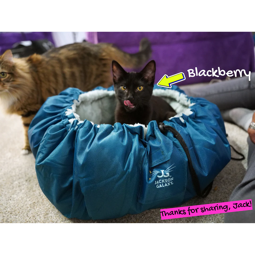 Convertible Clamshell Cat Bed - Image 12