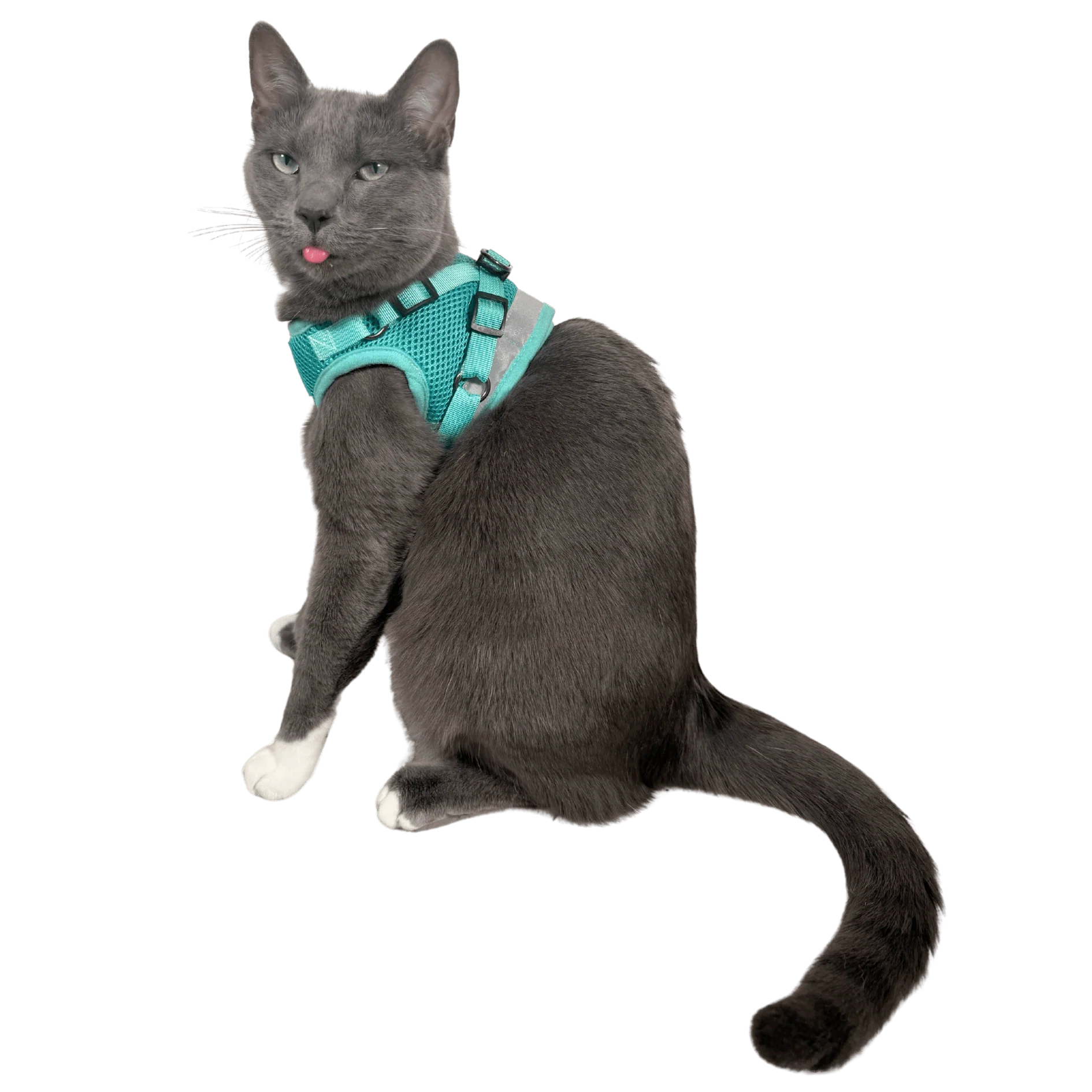 The Jackson Galaxy x Travel Cat Harness & Leash Set - Image 6