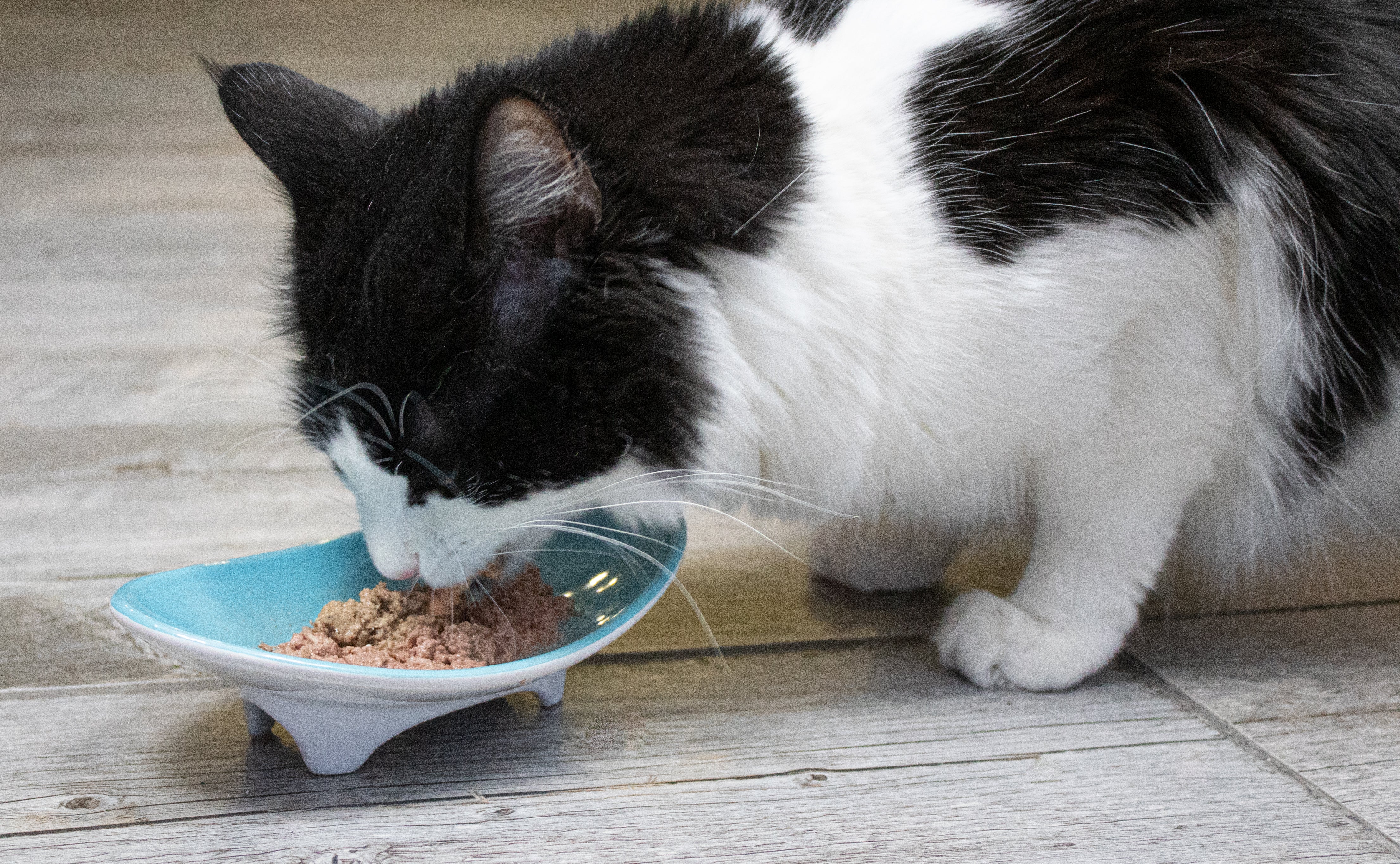 Whiskerware Ceramic Oval Bowl - Image 3