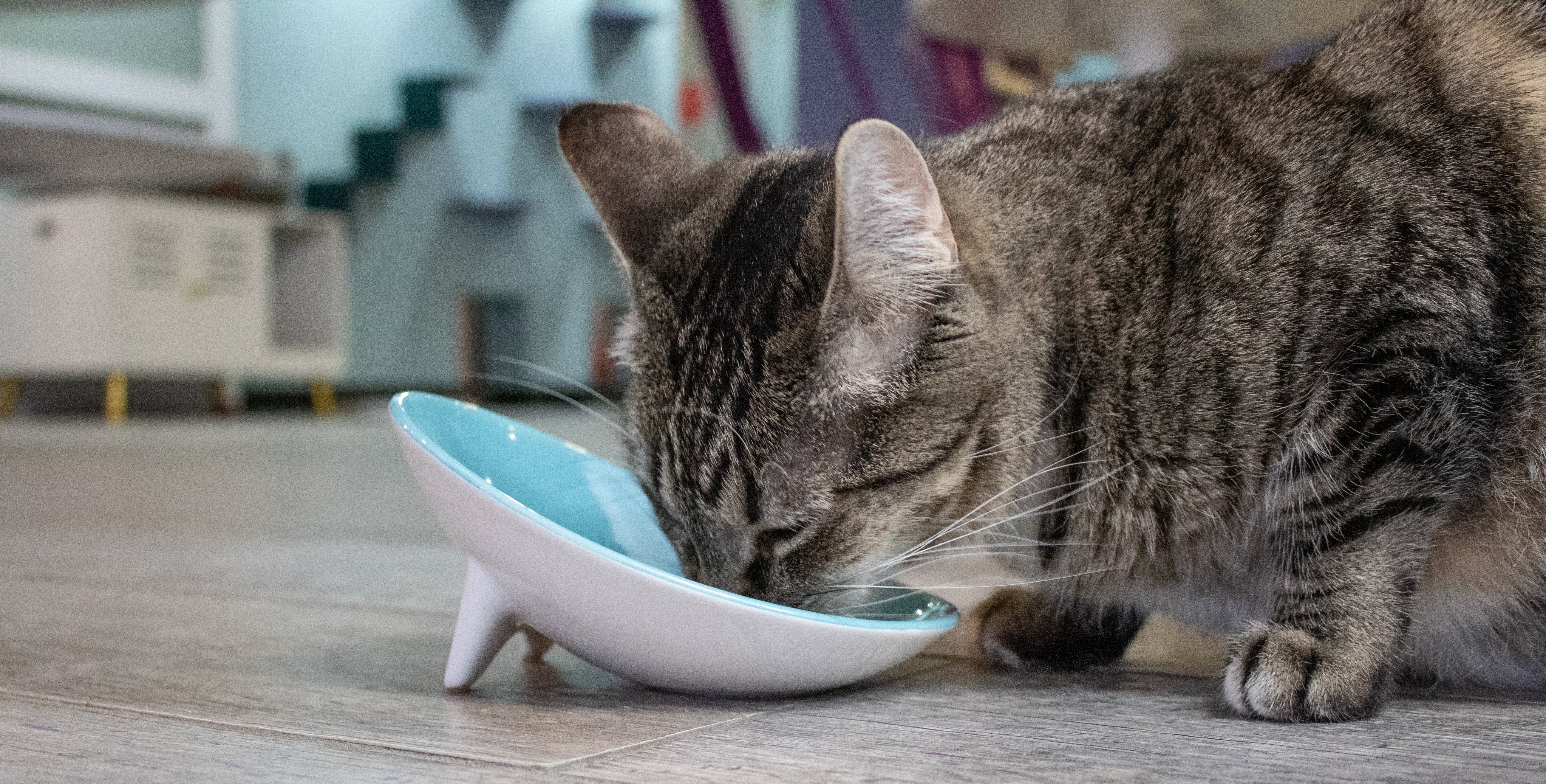 Whiskerware Ceramic Tilted Bowl - Image 3